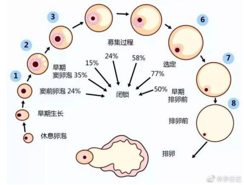 精卵结合