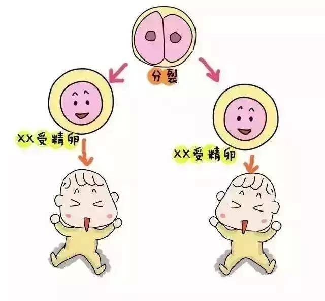 精卵结合