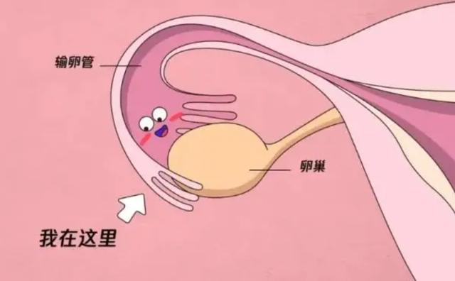 维斯博早孕试纸
