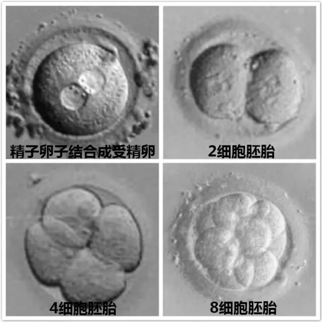 继续妊娠