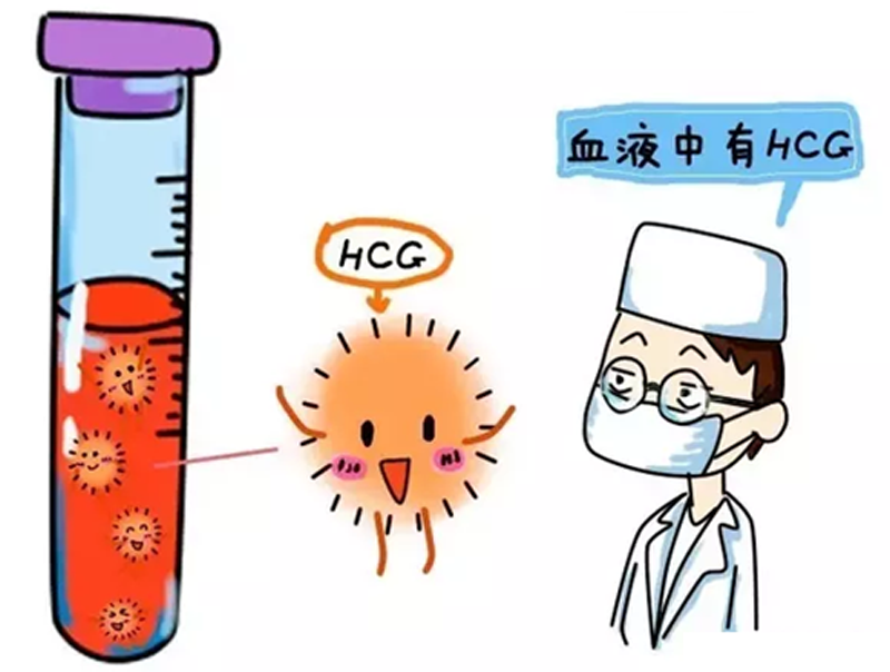 精卵结合