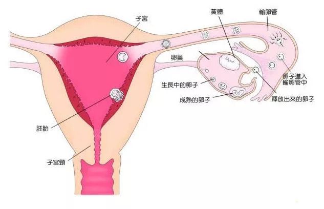 第一胎怀孕