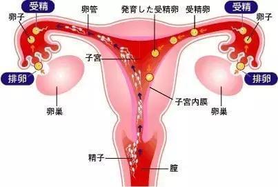 维斯博早孕试纸