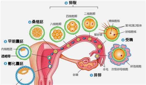 孕期恶心