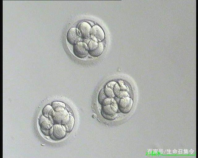 美国育儿百科在线阅读