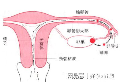早孕试纸