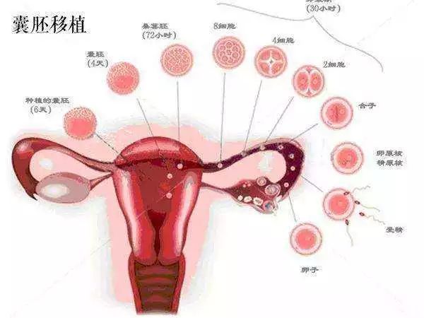 小腹疼